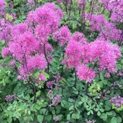 (02/09/2021) Thalictrum 'Little Pinkie' (Censation Series) added by Shoot)