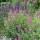  (02/09/2021) Salvia greggii 'Magenta' added by Shoot)