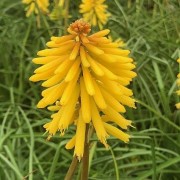  (07/09/2021) Kniphofia 'Banana Popsicle' (Popsicle Series) added by Shoot)