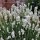  (08/09/2021) Lavandula angustifolia 'White Fragrance' added by Shoot)