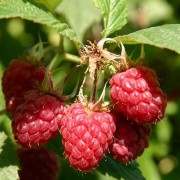  (09/09/2021) Rubus idaeus 'Meeker' added by Shoot)