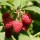  (09/09/2021) Rubus idaeus 'Meeker' added by Shoot)