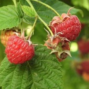  (09/09/2021) Rubus idaeus 'September' added by Shoot)