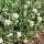  (13/09/2021) Antennaria plantaginifolia added by Shoot)