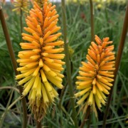  (13/09/2021) Kniphofia 'Rich Echoes' added by Shoot)