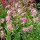  (20/09/2021) Penstemon 'Macpenny's Pink' added by Shoot)