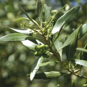  (22/09/2021) Olea europaea subsp. cuspidata added by Shoot)