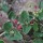  (22/09/2021) Chenopodium robertianum added by Shoot)