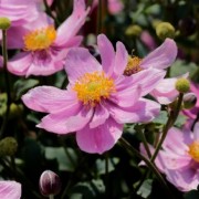  (24/09/2021) Anemone hupehensis 'Summer Breeze' added by Shoot)