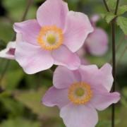  (24/09/2021) Anemone hupehensis 'Ouverture' added by Shoot)