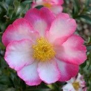 (24/09/2021) Camellia sasanqua 'Navajo' added by Shoot)