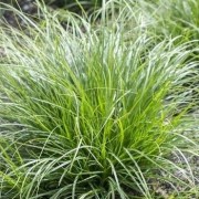  (25/09/2021) Carex texensis added by Shoot)