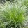  (25/09/2021) Carex texensis added by Shoot)