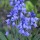  (27/09/2021) Hyacinthoides hispanica 'Excelsior' added by Shoot)