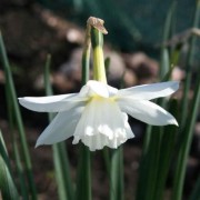  (28/09/2021) Narcissus 'Niveth' added by Shoot)