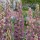  (29/09/2021) Fritillaria persica 'Minaret' added by Shoot)