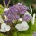  (29/09/2021) Hydrangea aspera subsp. sargentiana 'Gold Rush' added by Shoot)