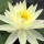  (04/10/2021) Nymphaea 'Gold Medal' added by Shoot)