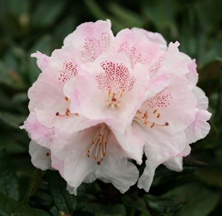 Rhododendron x bathyphyllum