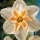  (06/10/2021) Narcissus 'Jose-Marie' added by Shoot)