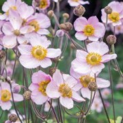  (06/10/2021) Anemone hupehensis added by Shoot)