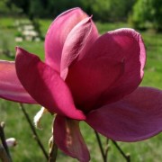  (07/10/2021) Magnolia 'Aphrodite' added by Shoot)