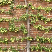  (12/10/2021) Pyrus communis (any espalier or cordon-grown cultivar) added by Shoot)
