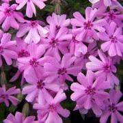  (12/10/2021) Phlox subulata 'Fort Hill'  added by Shoot)