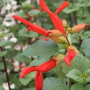  (18/10/2021) Salvia stolonifera added by Shoot)