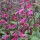  (19/10/2021) Salvia curvifolia added by Shoot)