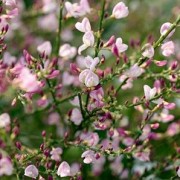  (19/10/2021) Cytisus 'Moyclare Pink' added by Shoot)