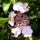  (19/10/2021) Hydrangea serrata 'Mikanba-gaku' added by Shoot)