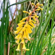  (22/10/2021) Kniphofia pauciflora added by Shoot)