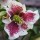  (22/10/2021) Helleborus x hybridus 'Pretty Ellen White Spotted' added by Shoot)