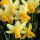  (22/10/2021) Narcissus 'Mother Duck' added by Shoot)
