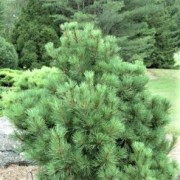  (26/10/2021) Pinus cembra 'Pygmaea' added by Shoot)