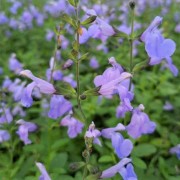 (27/10/2021) Salvia microphylla 'Delice Aquamarine' added by Shoot)