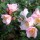  (28/10/2021) Camellia 'Fairy Blush' added by Shoot)