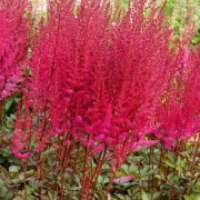  (29/10/2021) Astilbe 'Chocolate Cherry' (Mighty Series) added by Shoot)