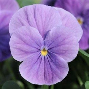 Viola 'Sorbet Lavender Vein' (Sorbet Series)