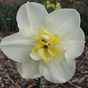  (01/11/2021) Narcissus 'Papillon Blanc' added by Shoot)