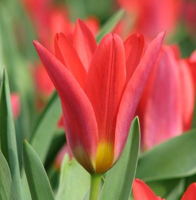 Tulipa 'Scarlet Baby'