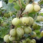  (08/11/2021) Ribes uva-crispa 'Easycrisp Lady Sun' (Easycrisp Series) added by Shoot)