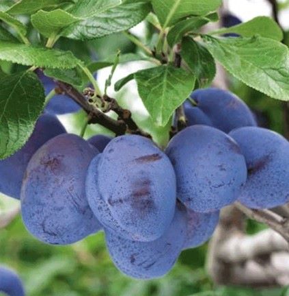 Prunus domestica German Prune Group