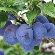  (09/11/2021) Prunus domestica German Prune Group added by Shoot)