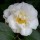  (09/11/2021) Camellia japonica 'Madame Henri Cormerais' added by Shoot)
