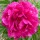  (09/11/2021) Paeonia lactiflora 'President Franklin D. Roosevelt' added by Shoot)