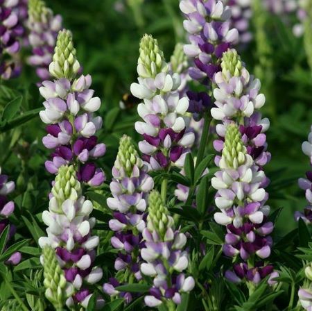 Lupinus 'Avalune Lilac-White' (Avalune Series)