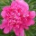  (30/11/2021) Paeonia lactiflora 'Madame Emile Debatene'  added by Shoot)