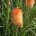  (30/11/2021) Kniphofia 'Creamsicle' (Popsicle Series) added by Shoot)